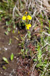 Horned bladderwort